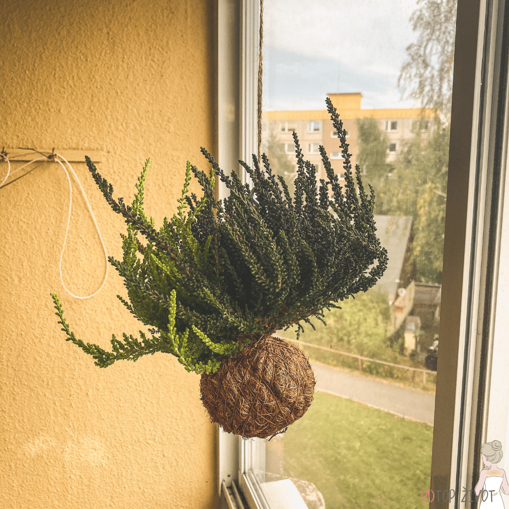 kokedama, závěsná rostlina